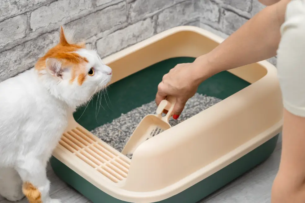 Kot korzystający z czystej kuwety – higiena w hodowli kotów