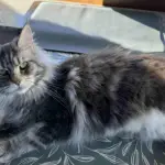 Leżąca kotka Maine Coon