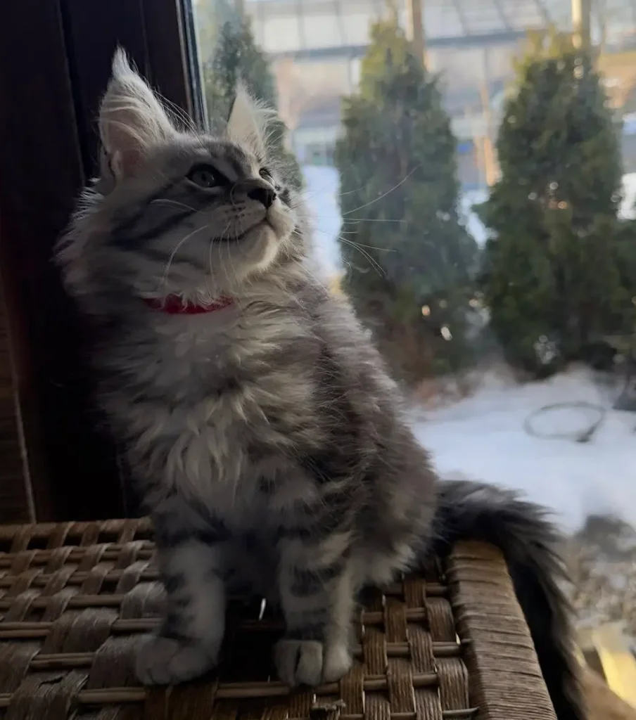 Kociak Maine Coon zimą przy oknie