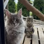 Dwie Kotki Maine Coon patrzące w kamerę