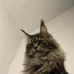 Kotka Maine Coon patrząca z góry