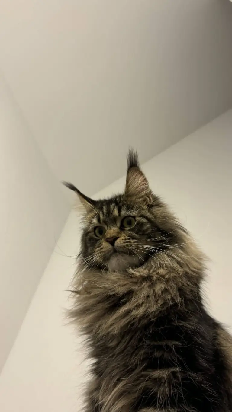 Kotka Maine Coon patrząca z góry