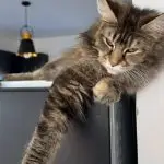 Kotka Rasy Maine Coon