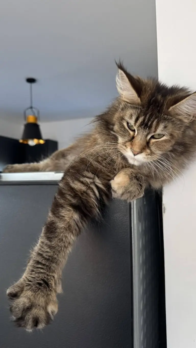 Kotka Rasy Maine Coon