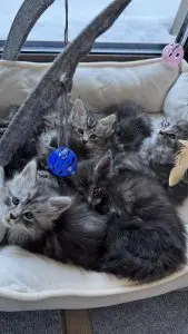 Małe kocięta Maine Coon