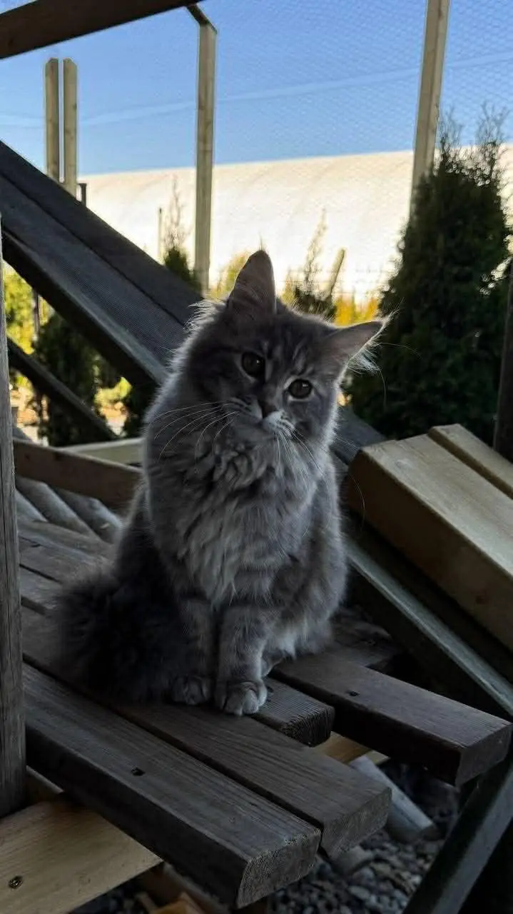 Dina niebieska szykredka na dworze