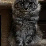 Duży puszysty kocur Maine Coon