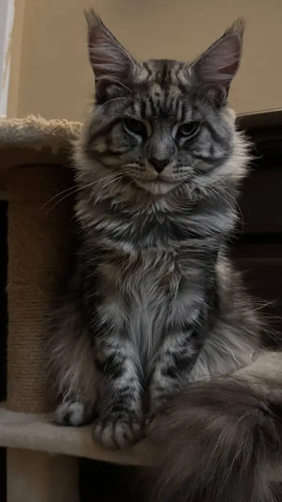 Duży puszysty kocur Maine Coon