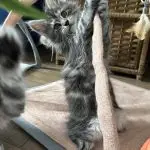 Bawiący się młody kot Maine Coon w hodowli