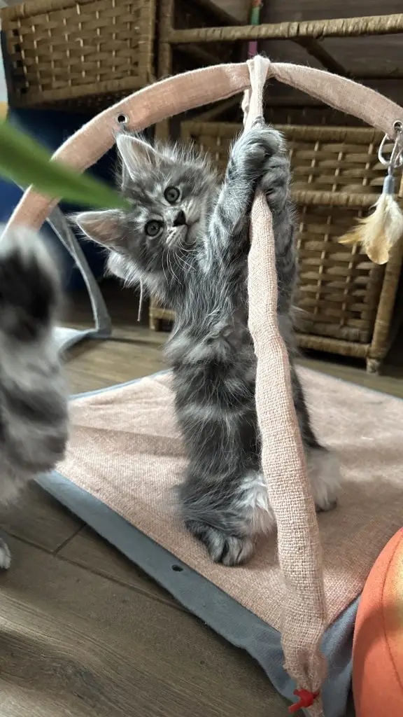 Bawiący się młody kot Maine Coon w hodowli