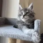 Mały kotek Maine Coon na szarym drapaku – Hodowla Koty Nero
