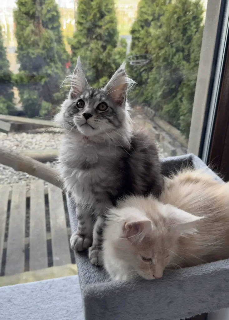 Kociak Aslan z hodowli KotyNero z bratem