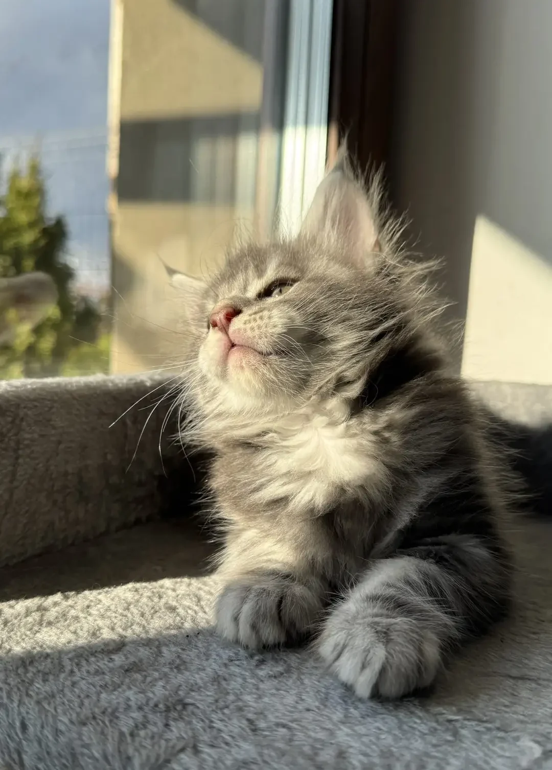 Kot Maine Coon mrużący oczy w promieniach słońca na tarasie