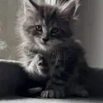 Zbliżenie na oczy małego kota Maine Coon