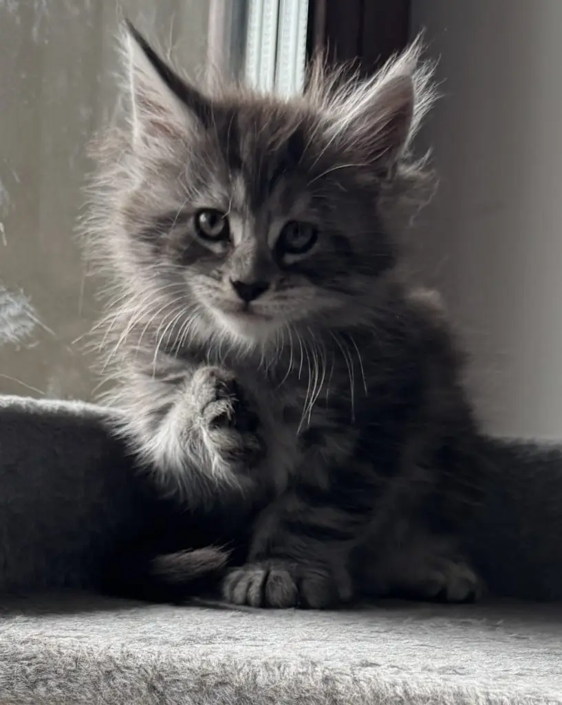 Zbliżenie na oczy małego kota Maine Coon