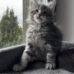 Młody kotek Maine Coon siedzący przy oknie