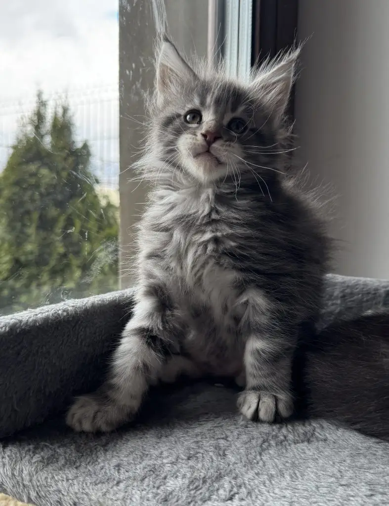 Młody kotek Maine Coon siedzący przy oknie