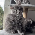 Dwa bawiące się małe kotki rasy Maine Coon