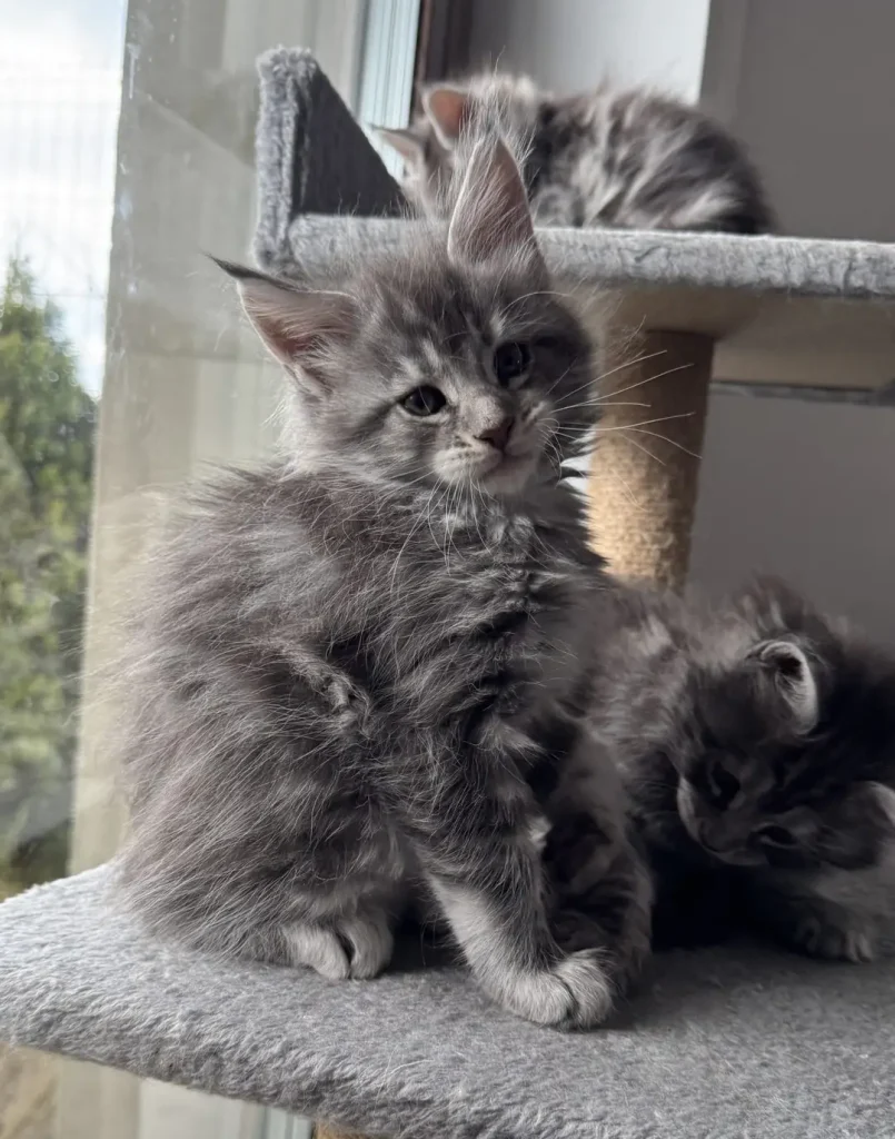 Dwa bawiące się małe kotki rasy Maine Coon