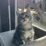 Kociak Maine Coon siedzący na parapecie i patrzący przez okno