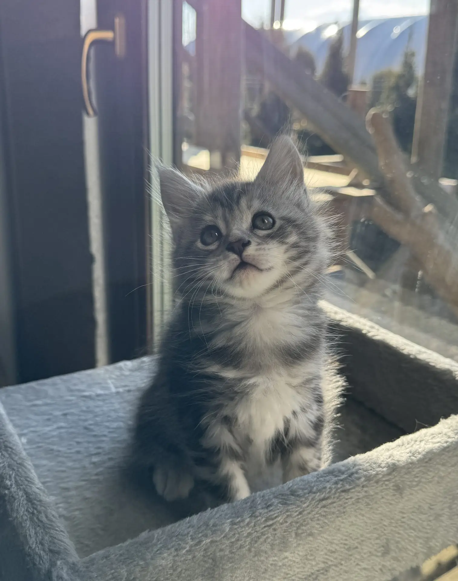 Kociak Maine Coon siedzący na parapecie i patrzący przez okno