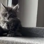 Kocię Maine Coon o niebieskim umaszczeniu siedzące na drapaku