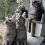 Cztery młode koty Maine Coon patrzące w tę samą stronę