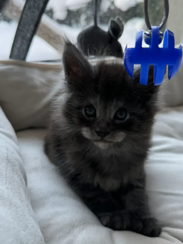 Czarny dymny kociak Maine Coon