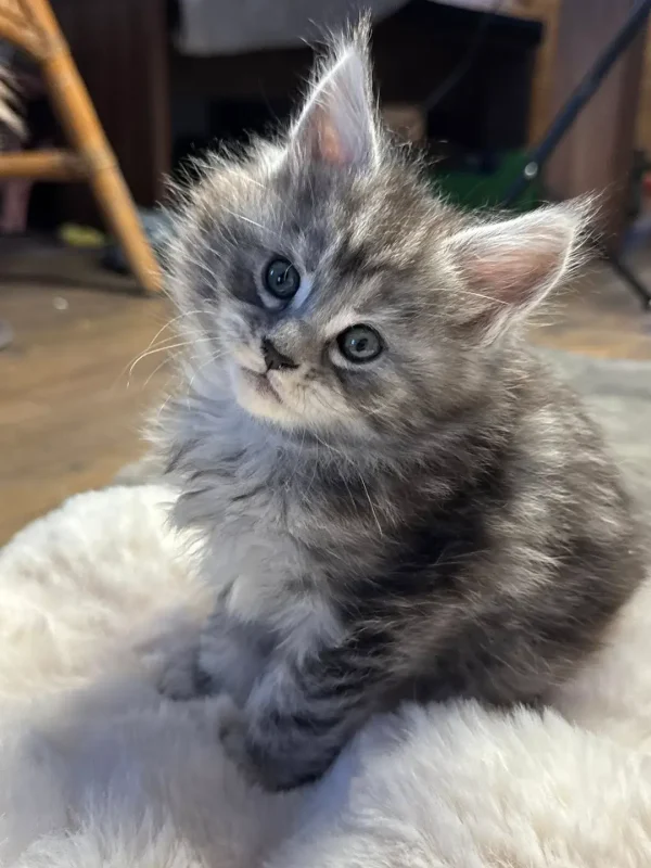 Mały kociak Maine Coon z hodowli KotyNero