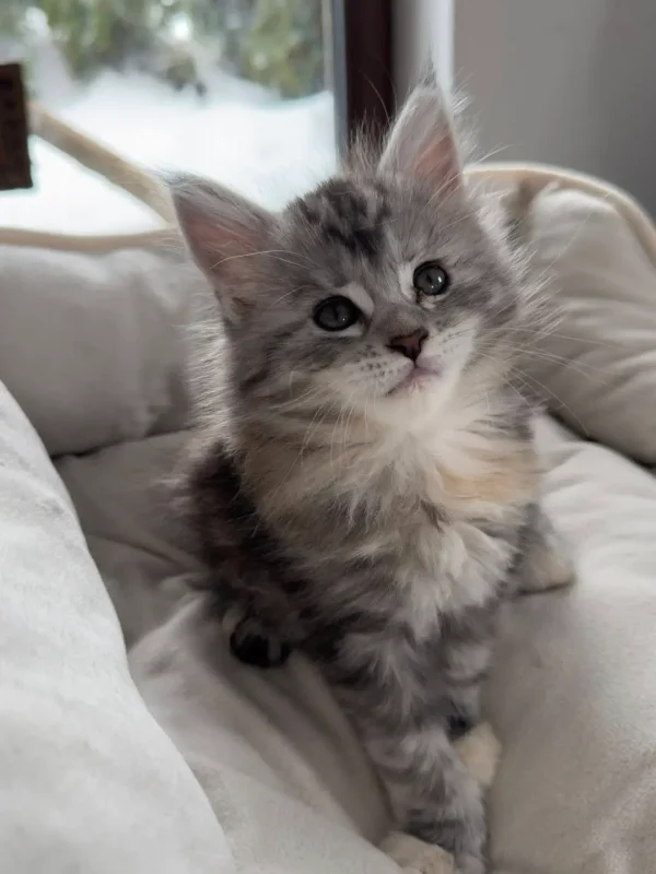 Kociak Maine Coon siedzący